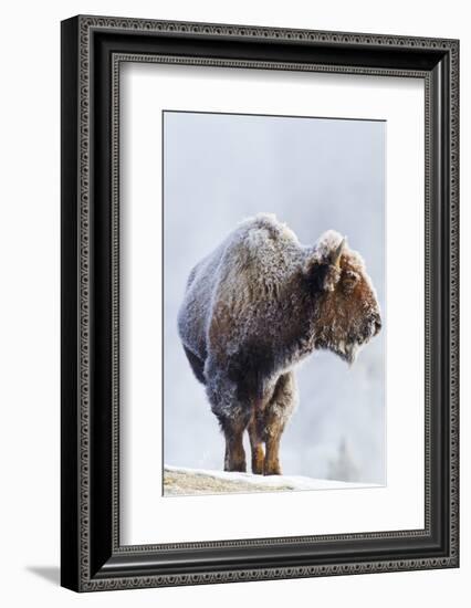 Wyoming, Yellowstone National Park, Frost Covered Bison Cow in Geyser Basin-Elizabeth Boehm-Framed Photographic Print