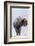 Wyoming, Yellowstone National Park, Frost Covered Bison Cow in Geyser Basin-Elizabeth Boehm-Framed Photographic Print