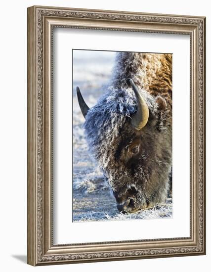 Wyoming, Yellowstone National Park, Frost Covered Bison Cow in Geyser Basin-Elizabeth Boehm-Framed Photographic Print