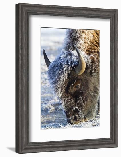 Wyoming, Yellowstone National Park, Frost Covered Bison Cow in Geyser Basin-Elizabeth Boehm-Framed Photographic Print