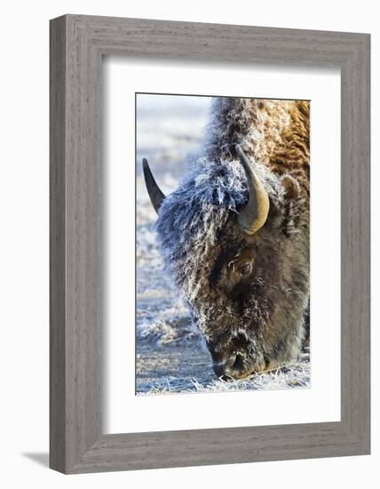 Wyoming, Yellowstone National Park, Frost Covered Bison Cow in Geyser Basin-Elizabeth Boehm-Framed Photographic Print