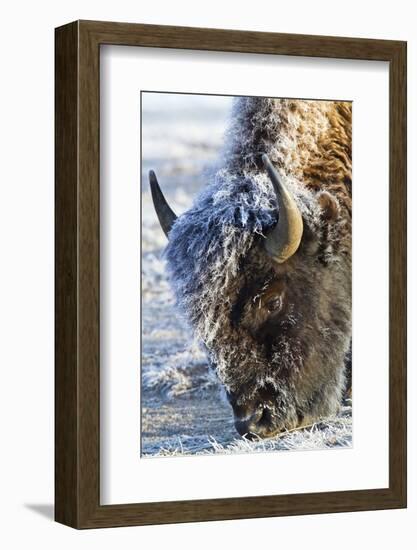 Wyoming, Yellowstone National Park, Frost Covered Bison Cow in Geyser Basin-Elizabeth Boehm-Framed Photographic Print