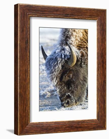 Wyoming, Yellowstone National Park, Frost Covered Bison Cow in Geyser Basin-Elizabeth Boehm-Framed Photographic Print