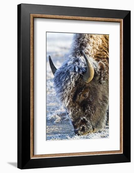 Wyoming, Yellowstone National Park, Frost Covered Bison Cow in Geyser Basin-Elizabeth Boehm-Framed Photographic Print