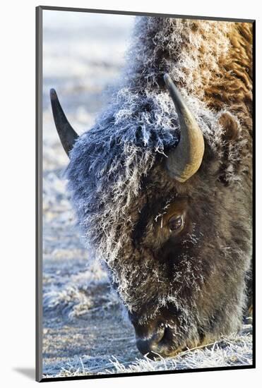 Wyoming, Yellowstone National Park, Frost Covered Bison Cow in Geyser Basin-Elizabeth Boehm-Mounted Photographic Print