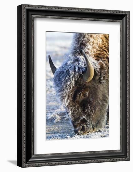 Wyoming, Yellowstone National Park, Frost Covered Bison Cow in Geyser Basin-Elizabeth Boehm-Framed Photographic Print