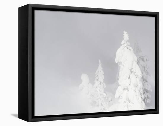 Wyoming, Yellowstone National Park, Frosted Lodgepole Pine Trees in Winter-Elizabeth Boehm-Framed Premier Image Canvas