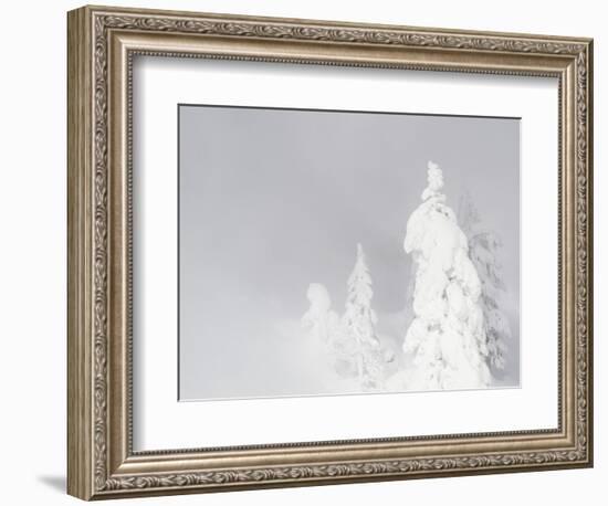 Wyoming, Yellowstone National Park, Frosted Lodgepole Pine Trees in Winter-Elizabeth Boehm-Framed Photographic Print