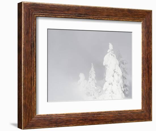 Wyoming, Yellowstone National Park, Frosted Lodgepole Pine Trees in Winter-Elizabeth Boehm-Framed Photographic Print