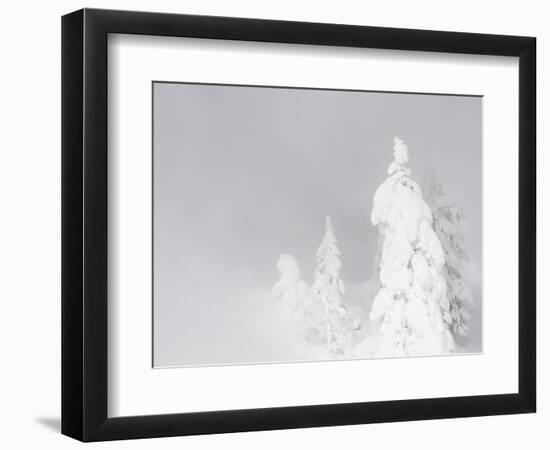 Wyoming, Yellowstone National Park, Frosted Lodgepole Pine Trees in Winter-Elizabeth Boehm-Framed Photographic Print