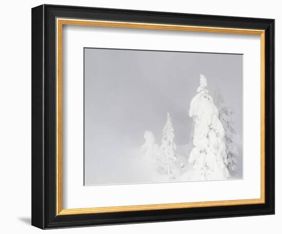 Wyoming, Yellowstone National Park, Frosted Lodgepole Pine Trees in Winter-Elizabeth Boehm-Framed Photographic Print