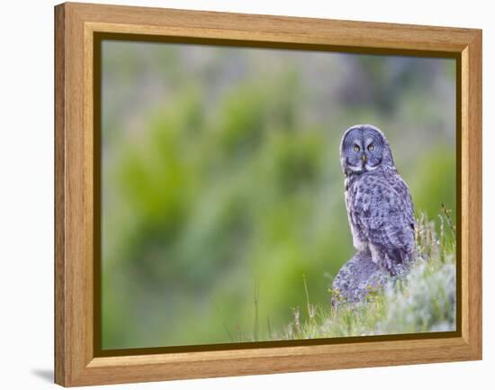 Wyoming, Yellowstone National Park, Great Gray Owl Hunting from Rock-Elizabeth Boehm-Framed Premier Image Canvas