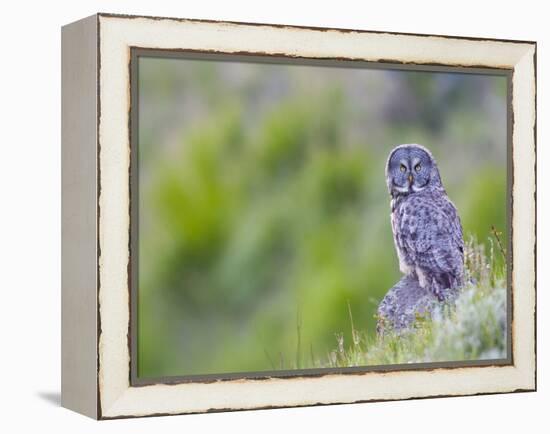 Wyoming, Yellowstone National Park, Great Gray Owl Hunting from Rock-Elizabeth Boehm-Framed Premier Image Canvas