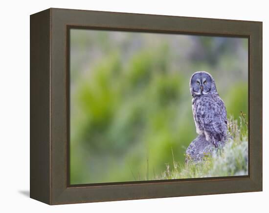 Wyoming, Yellowstone National Park, Great Gray Owl Hunting from Rock-Elizabeth Boehm-Framed Premier Image Canvas