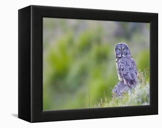 Wyoming, Yellowstone National Park, Great Gray Owl Hunting from Rock-Elizabeth Boehm-Framed Premier Image Canvas