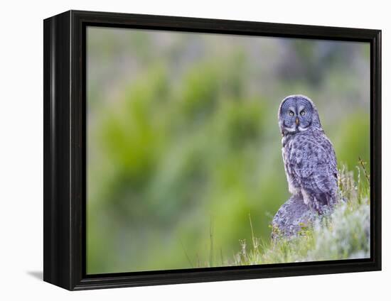 Wyoming, Yellowstone National Park, Great Gray Owl Hunting from Rock-Elizabeth Boehm-Framed Premier Image Canvas