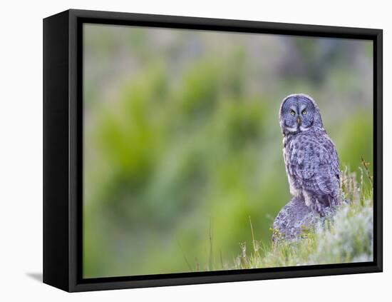 Wyoming, Yellowstone National Park, Great Gray Owl Hunting from Rock-Elizabeth Boehm-Framed Premier Image Canvas