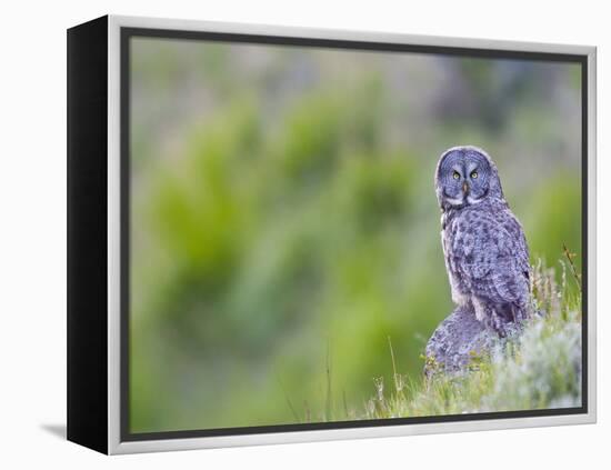 Wyoming, Yellowstone National Park, Great Gray Owl Hunting from Rock-Elizabeth Boehm-Framed Premier Image Canvas