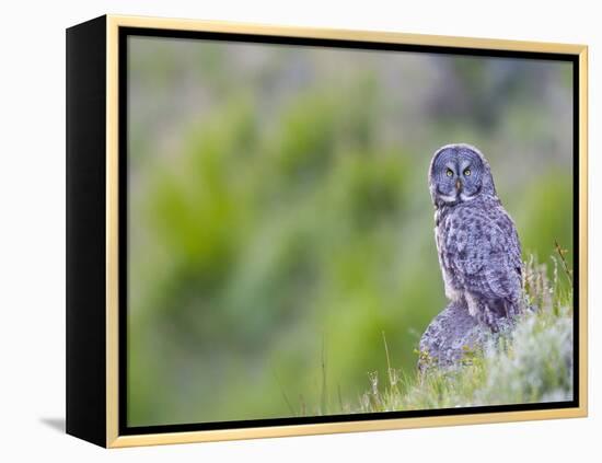 Wyoming, Yellowstone National Park, Great Gray Owl Hunting from Rock-Elizabeth Boehm-Framed Premier Image Canvas