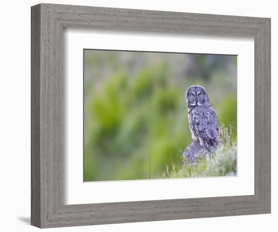 Wyoming, Yellowstone National Park, Great Gray Owl Hunting from Rock-Elizabeth Boehm-Framed Photographic Print