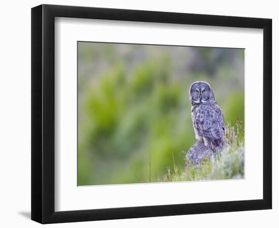 Wyoming, Yellowstone National Park, Great Gray Owl Hunting from Rock-Elizabeth Boehm-Framed Photographic Print