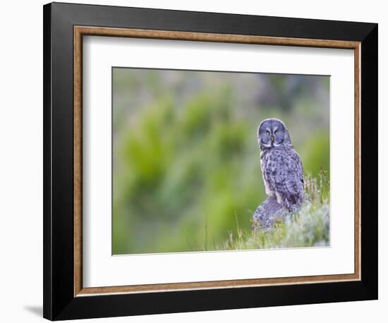 Wyoming, Yellowstone National Park, Great Gray Owl Hunting from Rock-Elizabeth Boehm-Framed Photographic Print