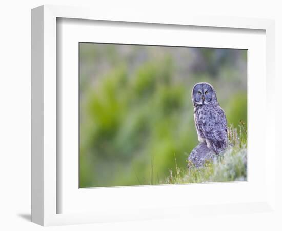 Wyoming, Yellowstone National Park, Great Gray Owl Hunting from Rock-Elizabeth Boehm-Framed Photographic Print