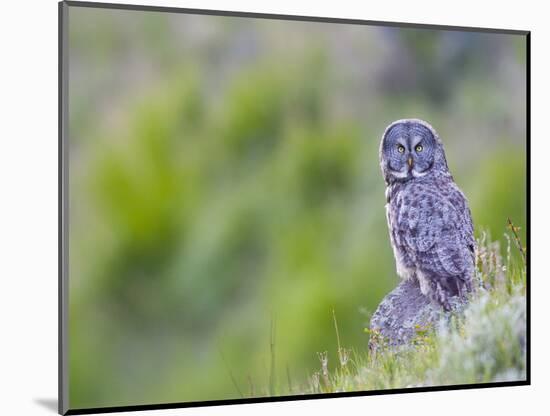 Wyoming, Yellowstone National Park, Great Gray Owl Hunting from Rock-Elizabeth Boehm-Mounted Photographic Print