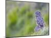 Wyoming, Yellowstone National Park, Great Gray Owl Hunting from Rock-Elizabeth Boehm-Mounted Photographic Print