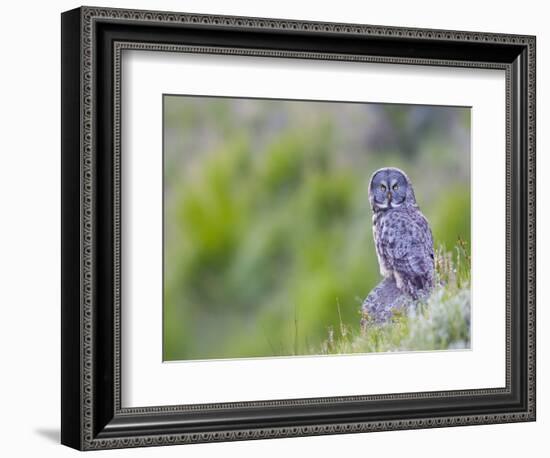 Wyoming, Yellowstone National Park, Great Gray Owl Hunting from Rock-Elizabeth Boehm-Framed Photographic Print
