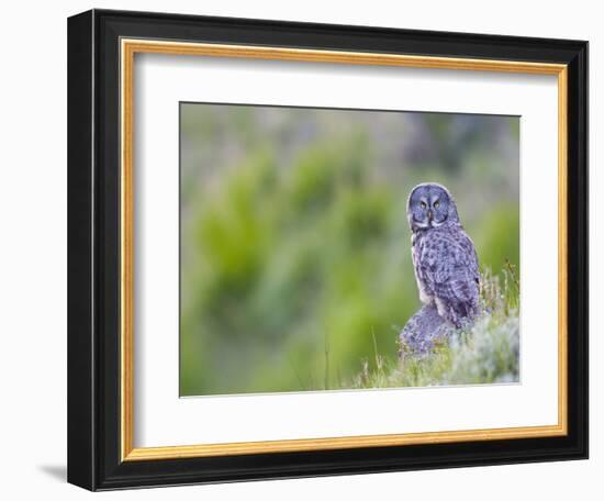 Wyoming, Yellowstone National Park, Great Gray Owl Hunting from Rock-Elizabeth Boehm-Framed Photographic Print