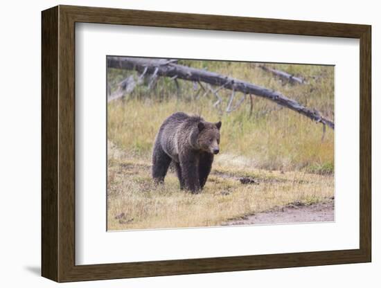 Wyoming, Yellowstone National Park, Grizzly Bear-Elizabeth Boehm-Framed Photographic Print