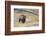 Wyoming, Yellowstone National Park, Grizzly Bear-Elizabeth Boehm-Framed Photographic Print