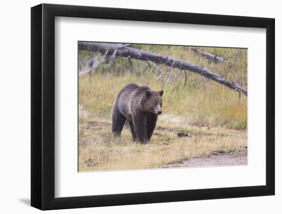 Wyoming, Yellowstone National Park, Grizzly Bear-Elizabeth Boehm-Framed Photographic Print