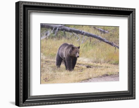 Wyoming, Yellowstone National Park, Grizzly Bear-Elizabeth Boehm-Framed Photographic Print