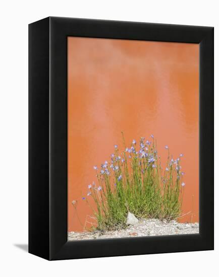 Wyoming, Yellowstone National Park, Harebell Flowers at Tomato Soup Hot Spring-Elizabeth Boehm-Framed Premier Image Canvas