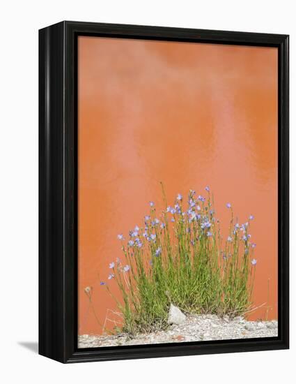 Wyoming, Yellowstone National Park, Harebell Flowers at Tomato Soup Hot Spring-Elizabeth Boehm-Framed Premier Image Canvas
