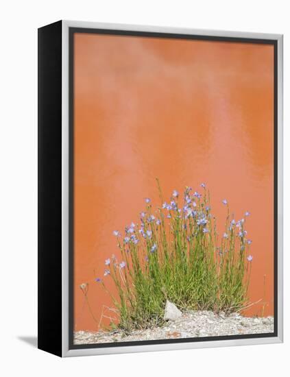 Wyoming, Yellowstone National Park, Harebell Flowers at Tomato Soup Hot Spring-Elizabeth Boehm-Framed Premier Image Canvas