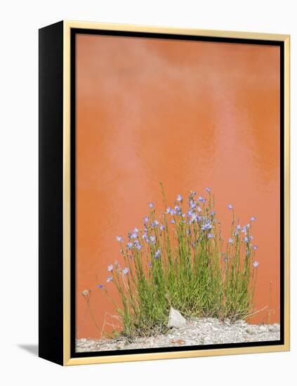 Wyoming, Yellowstone National Park, Harebell Flowers at Tomato Soup Hot Spring-Elizabeth Boehm-Framed Premier Image Canvas