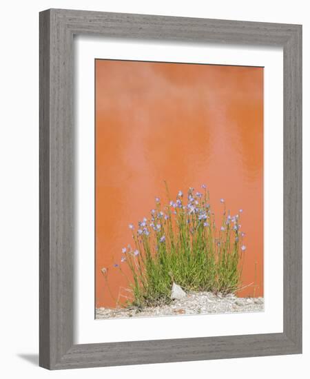 Wyoming, Yellowstone National Park, Harebell Flowers at Tomato Soup Hot Spring-Elizabeth Boehm-Framed Photographic Print