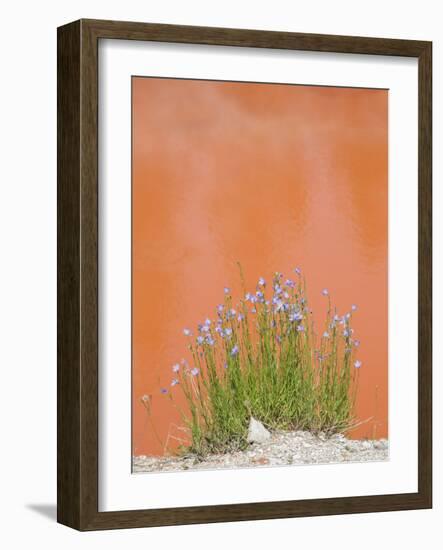 Wyoming, Yellowstone National Park, Harebell Flowers at Tomato Soup Hot Spring-Elizabeth Boehm-Framed Photographic Print