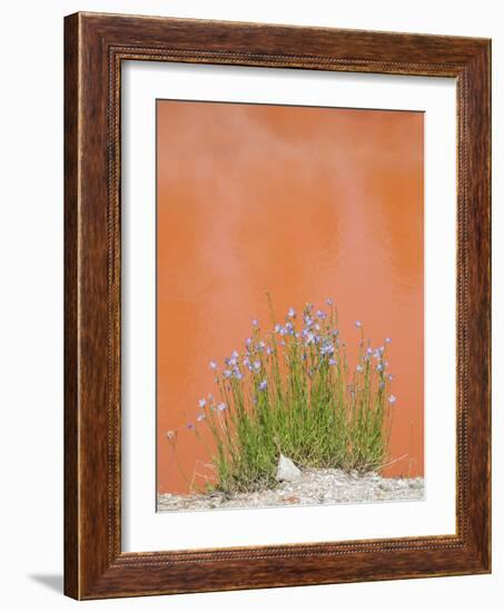 Wyoming, Yellowstone National Park, Harebell Flowers at Tomato Soup Hot Spring-Elizabeth Boehm-Framed Photographic Print