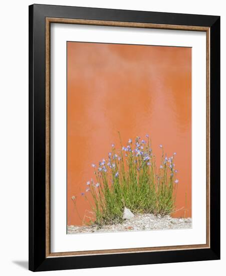 Wyoming, Yellowstone National Park, Harebell Flowers at Tomato Soup Hot Spring-Elizabeth Boehm-Framed Photographic Print