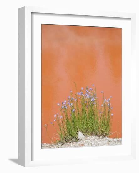 Wyoming, Yellowstone National Park, Harebell Flowers at Tomato Soup Hot Spring-Elizabeth Boehm-Framed Photographic Print