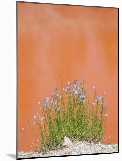 Wyoming, Yellowstone National Park, Harebell Flowers at Tomato Soup Hot Spring-Elizabeth Boehm-Mounted Photographic Print