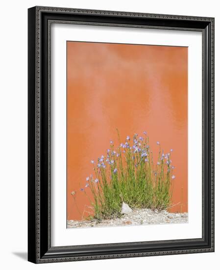 Wyoming, Yellowstone National Park, Harebell Flowers at Tomato Soup Hot Spring-Elizabeth Boehm-Framed Photographic Print