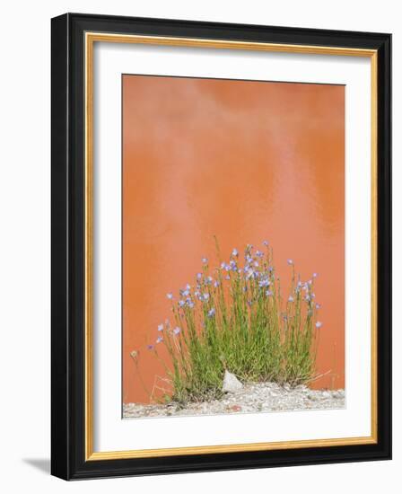 Wyoming, Yellowstone National Park, Harebell Flowers at Tomato Soup Hot Spring-Elizabeth Boehm-Framed Photographic Print