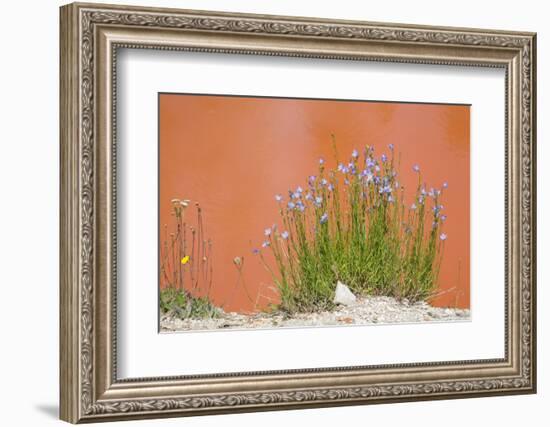 Wyoming, Yellowstone National Park, Harebell Flowers at Tomato Soup Hot Spring-Elizabeth Boehm-Framed Photographic Print