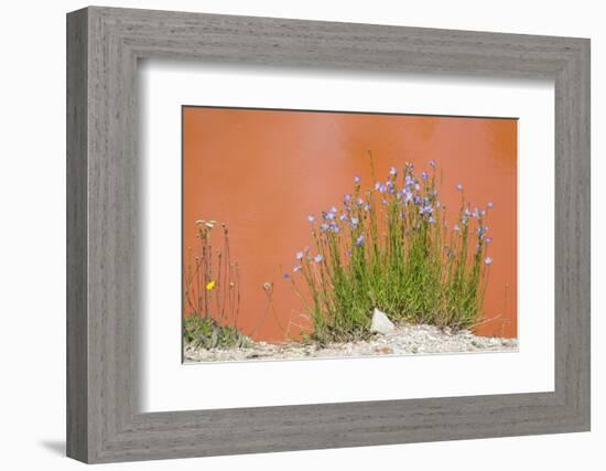 Wyoming, Yellowstone National Park, Harebell Flowers at Tomato Soup Hot Spring-Elizabeth Boehm-Framed Photographic Print