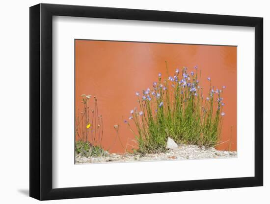 Wyoming, Yellowstone National Park, Harebell Flowers at Tomato Soup Hot Spring-Elizabeth Boehm-Framed Photographic Print